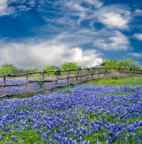 A field of bluebells in summer in Texas